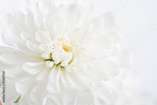 white flower aster, daisy