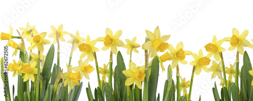 Yellow Flowers on white background close up. Daffodil flower or