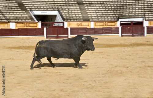 Powerful Spanish bull