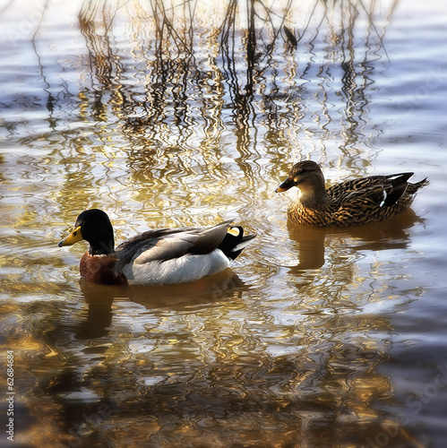 Patos