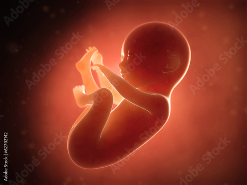 medical illustration of a human fetus month 6