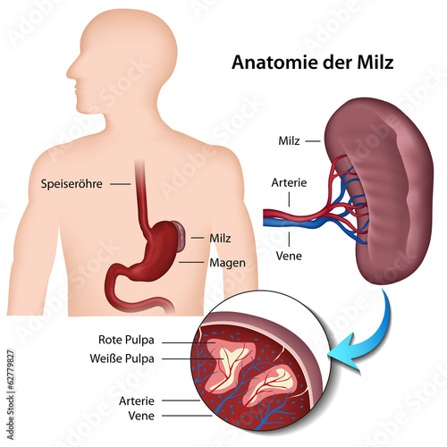 Anatomie der Milz