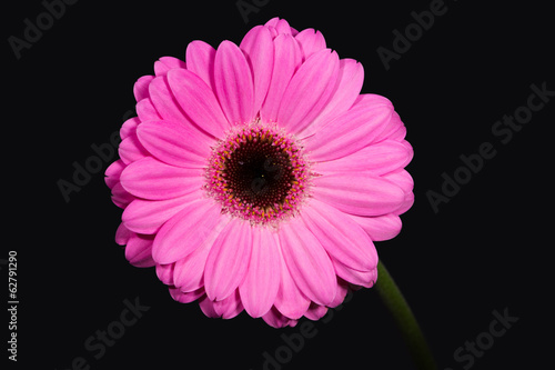 Bright and large pink gerbera on the black background.