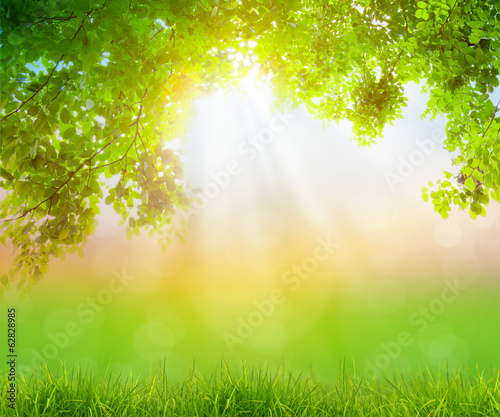 Fresh spring green grass with green leaf , Summer time