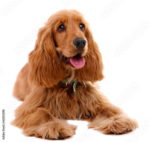 Beautiful cocker spaniel isolated on white