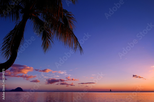 Palm tree silhouette on sunset beach