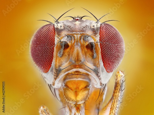 Extreme sharp macro portrait of fruit fly head