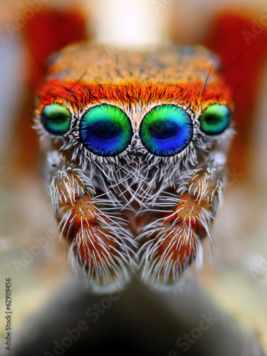 Mediterranean jumping spider close up