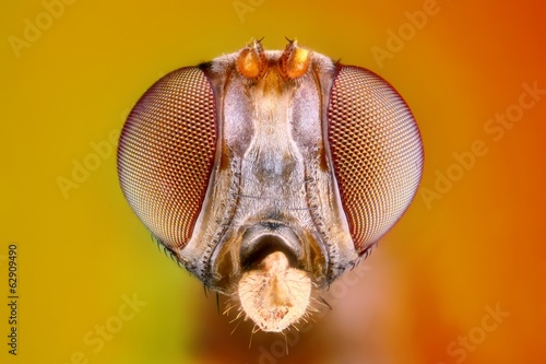 Extreme sharp and detailed study of 3 mm fly head