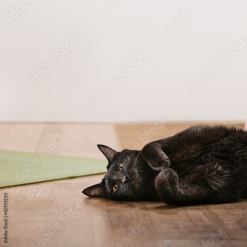 Black cat lying on floor