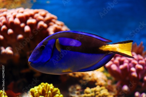 Nice detail of Paracanthurus hepatus blue tang sea fish