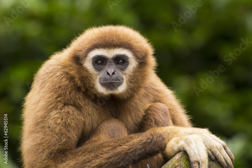 White handed gibbon eye contact