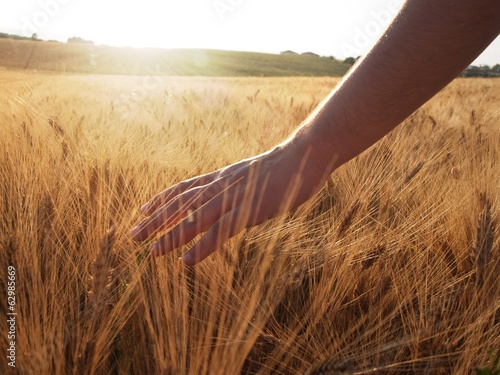 Hand slide threw the wheat field