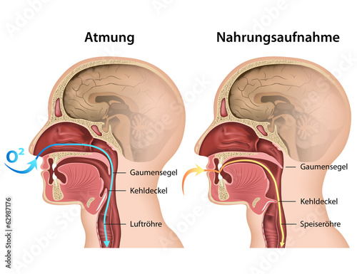 Unterschied Atmung - Nahrungsaufnahme