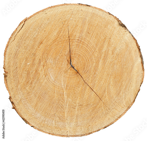 Cross section of tree trunk isolated on white background with Clipping Path