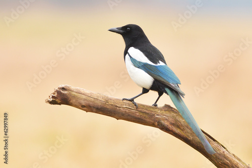 magpie