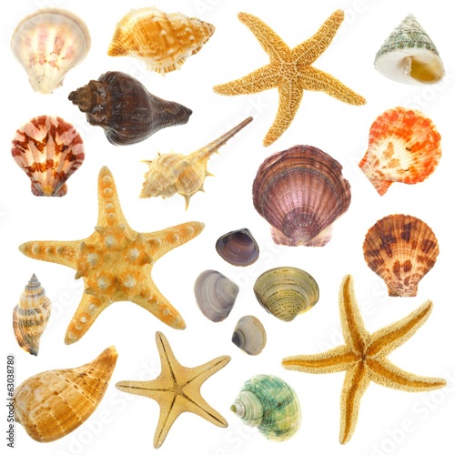 Large Assortment of sea shells individually isolated on white