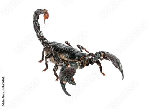 Scorpion