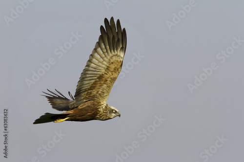 marsh harrier in flight / Circus aeruginosus