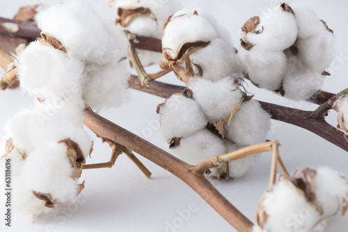 branches of cotton