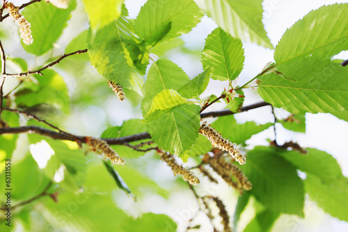 spring foliage on alder