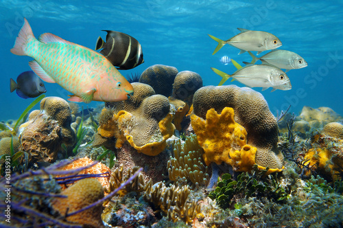 Underwater scenery with fish in a coral reef