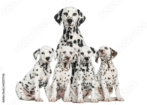 Mother Dalmatian sitting behind her puppies