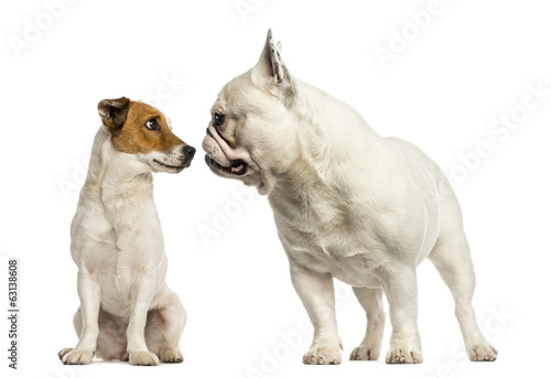 Jack russel terrier and French bulldog sniffing each other