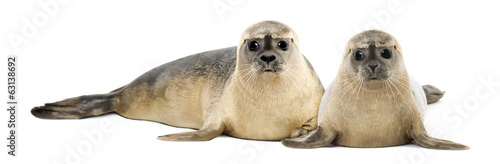 Two Common seals lying and looking