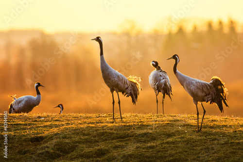 Group of crane birds in the morning on wet grass