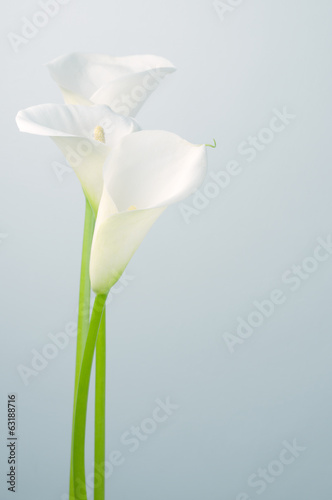 Calla lilies