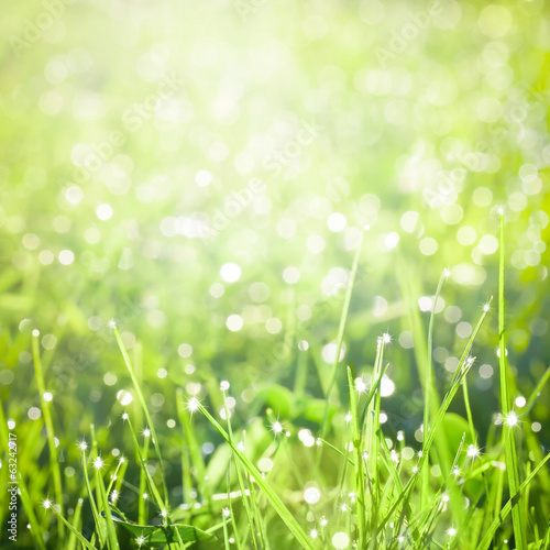 Fresh green grass with dew