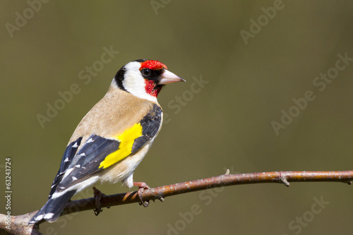 Goldfinch (Carduelis-carduelis)