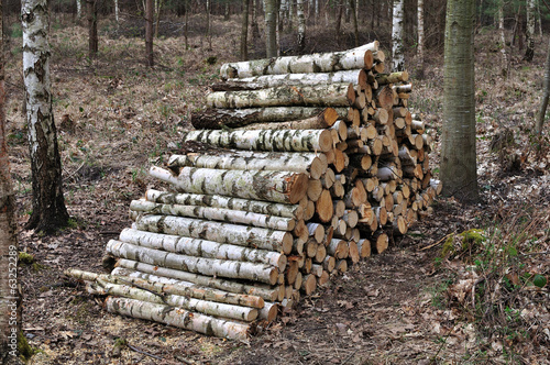 Tas de bois coupé dans une forêt de bouleau