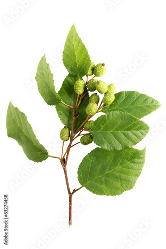 Alder branch with green female catkins