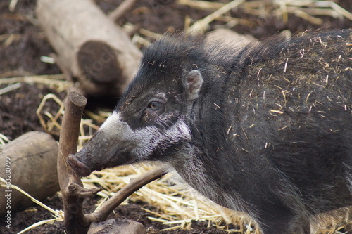 Visayan Warty Pig - Sus cebifrons