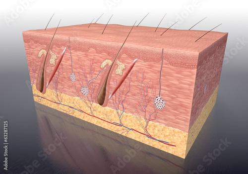 Aufbau der menschlichen Haut