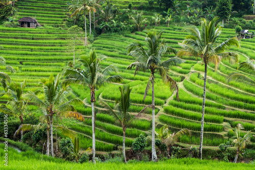 Green rice fields on Bali,Jatiluwih, near Ubud, Indonesia