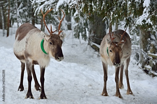 Rentiere in Lappland