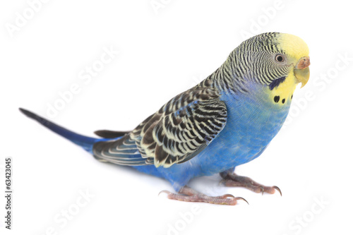 budgie