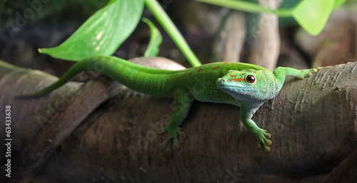 A green Gecko, perched on a branch