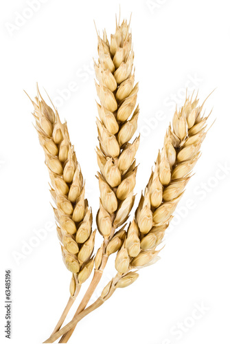 ears of wheat