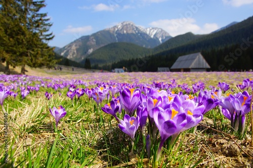 Crocuses in Chocholowska valley, Tatra Mountains, Poland