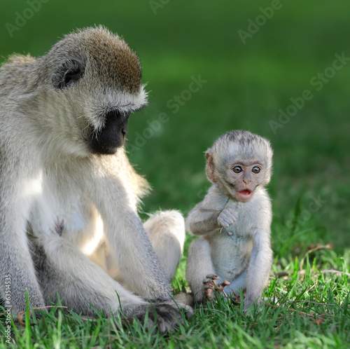 Vervet monkey