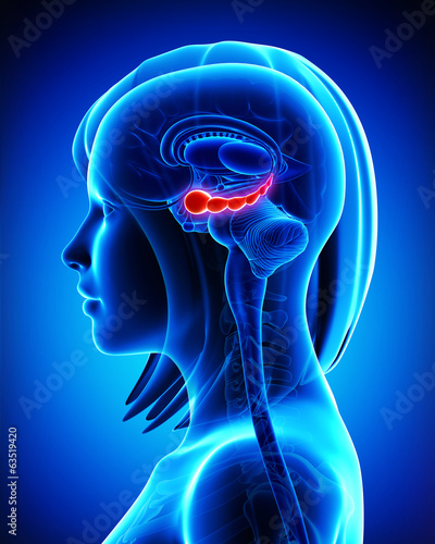 Anatomy of Brain hippocampus in blue