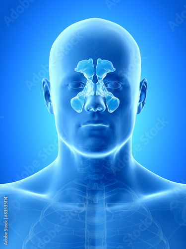 anatomy illustration showing the sinuses