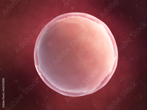 scientific illustration - human egg cell