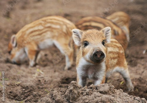 Young wild boar (Sus scrofa specie) in striped fur