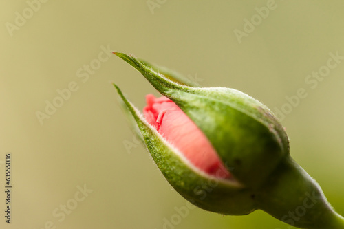 Tiny rosebud