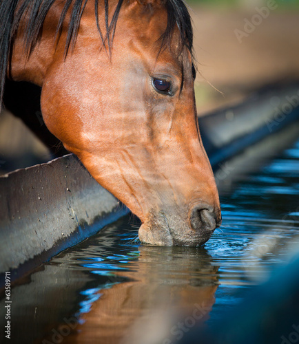 Horse drinks a water, horse head close up.
